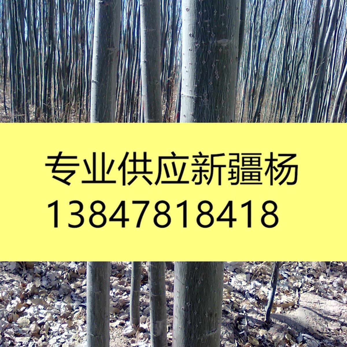 五原县绿联农民林业专业合作社