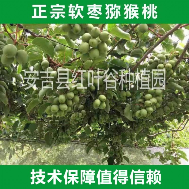 丹东软枣猕猴桃价格  软枣猕猴桃种植