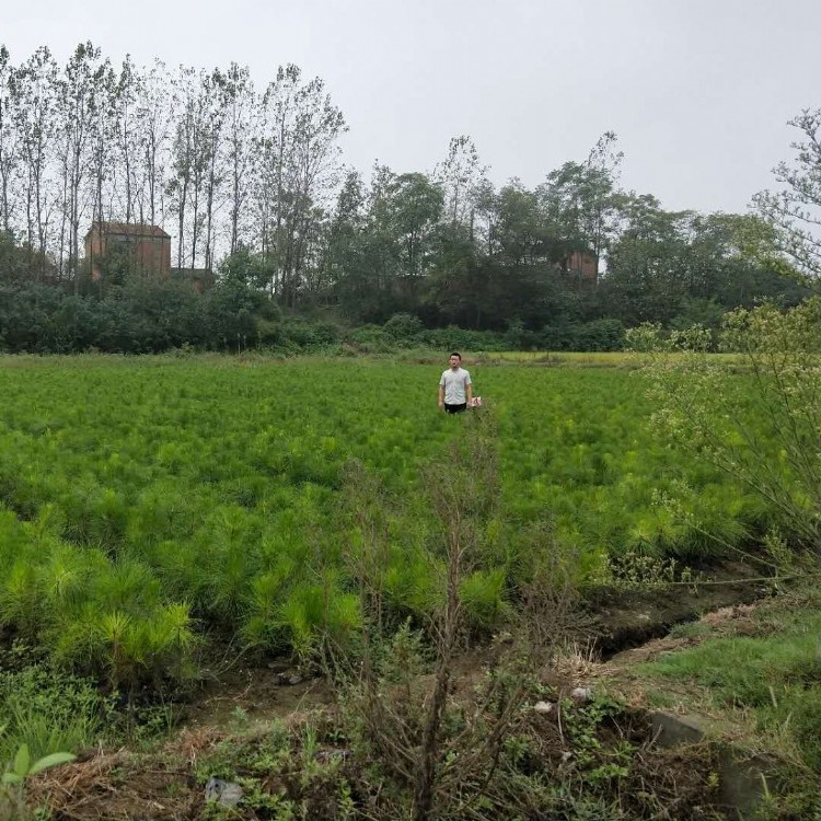 2019精品湿地松苗供应 99%成活率-美洋洋绿化