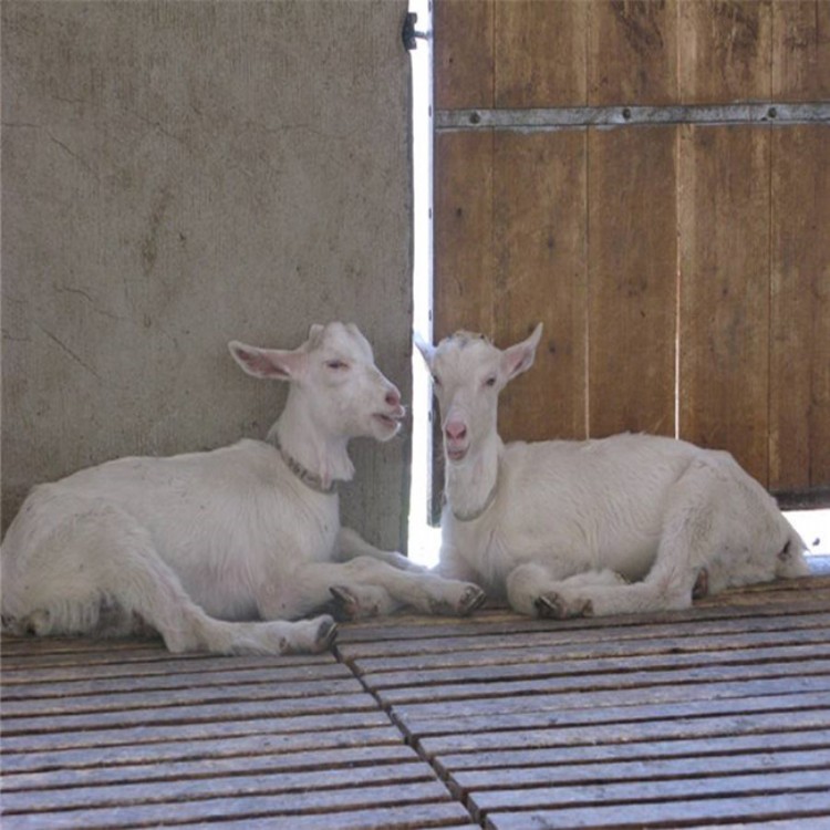 萨能奶山羊价格,祥宸养殖,萨能奶山羊养殖基地