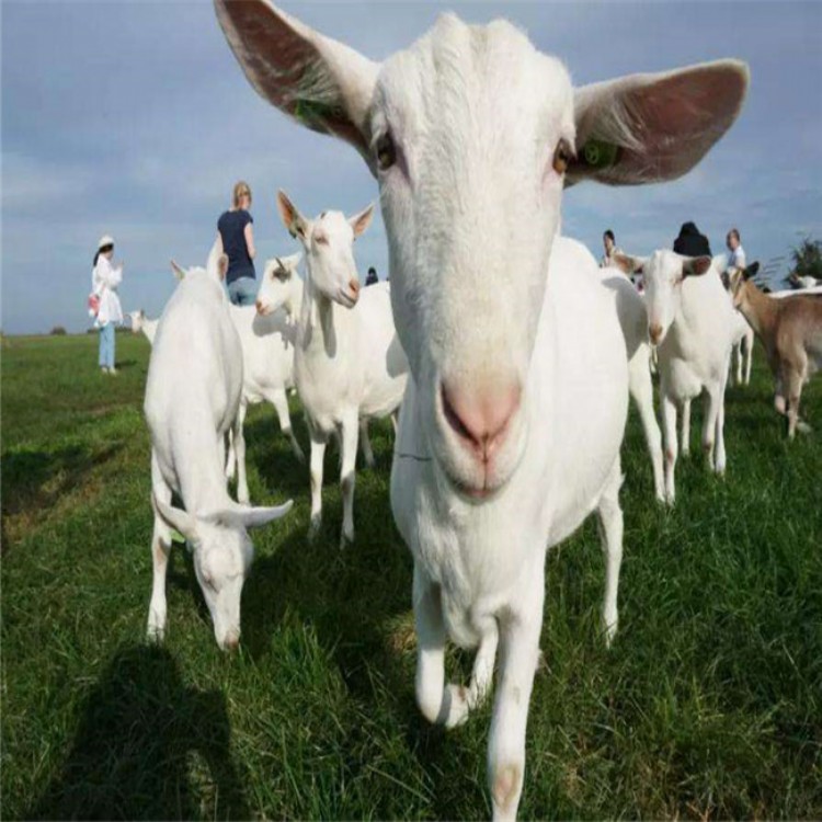 养殖基地出售关中奶山羊价格,祥宸养殖,奶山羊品种