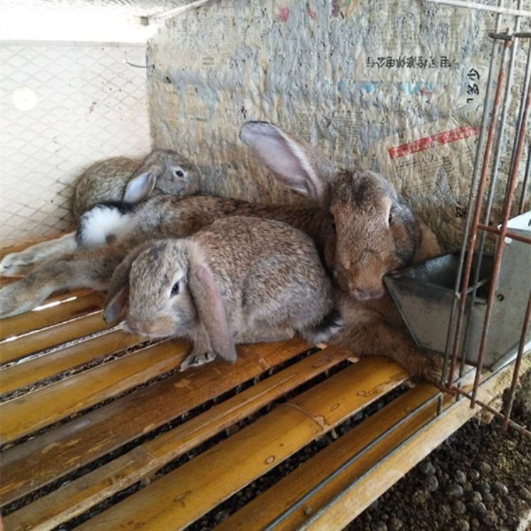  供应肉兔公羊兔 隆旺 种兔出售公羊兔种兔 5kg獭兔种苗市场价格  