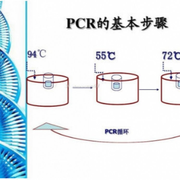 马特定基因序列PCR试剂盒