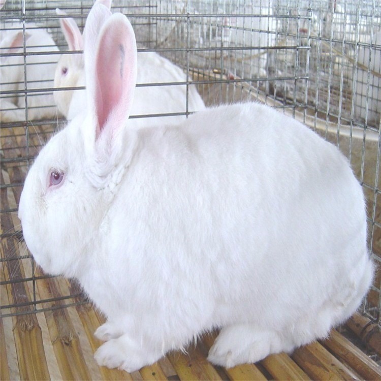  兔苗种兔肉兔养殖 隆旺兔业 獭兔兔苗种兔教你养殖技术  