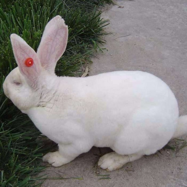  养殖场常年出售肉兔肉兔种兔獭兔隆旺兔业 肉兔种兔獭兔 新西兰兔回收商品兔价格  