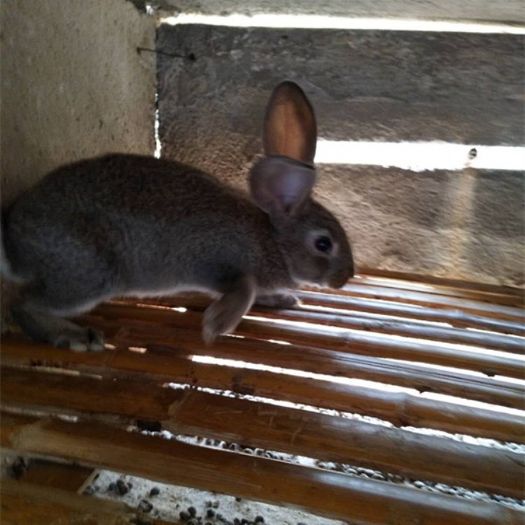  长期供应新西兰种兔肉兔 隆旺兔业 肉兔种兔獭兔      一只新西兰兔的养殖成本  