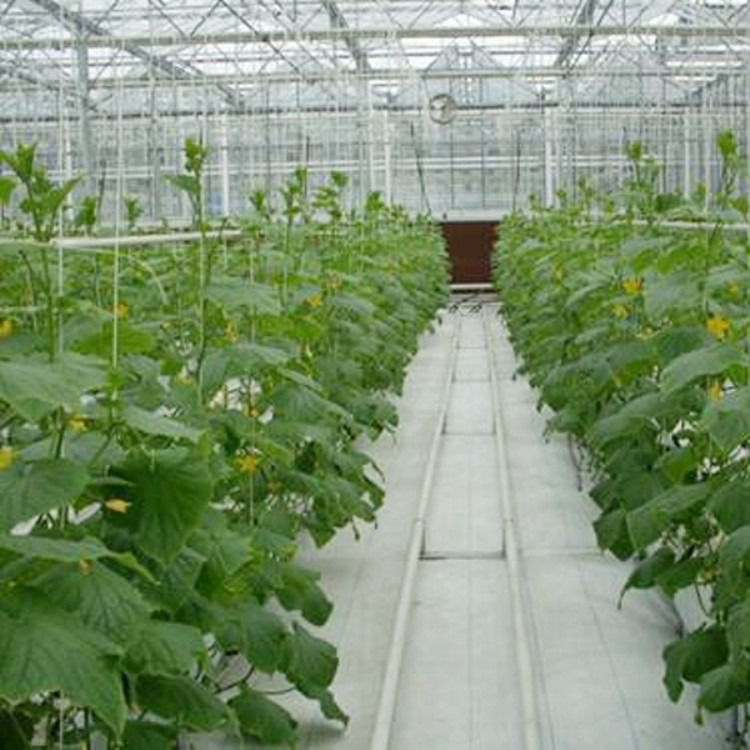 厂家承包 蔬菜大棚 温室大棚工程 建源温室
