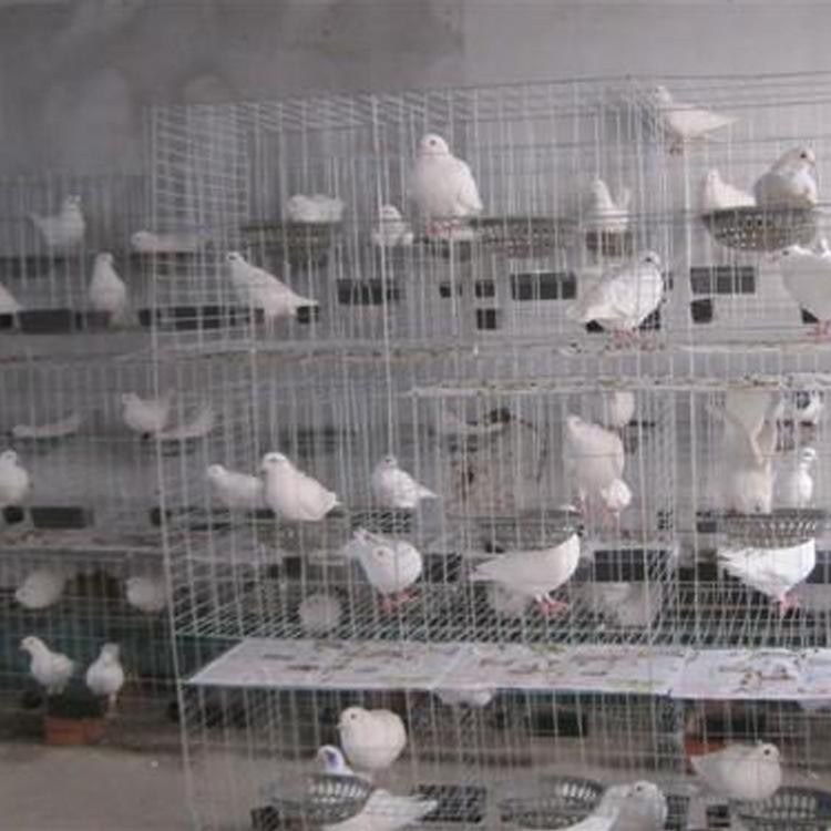 镀锌铁丝网养殖鸽子笼，肉鸽笼，配对笼厂家直销价格低
