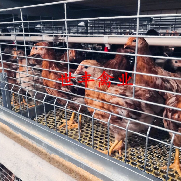河南青年鸡哪里的好  海兰褐青年鸡养殖场 育成鸡厂家 蛋鸡脱温鸡