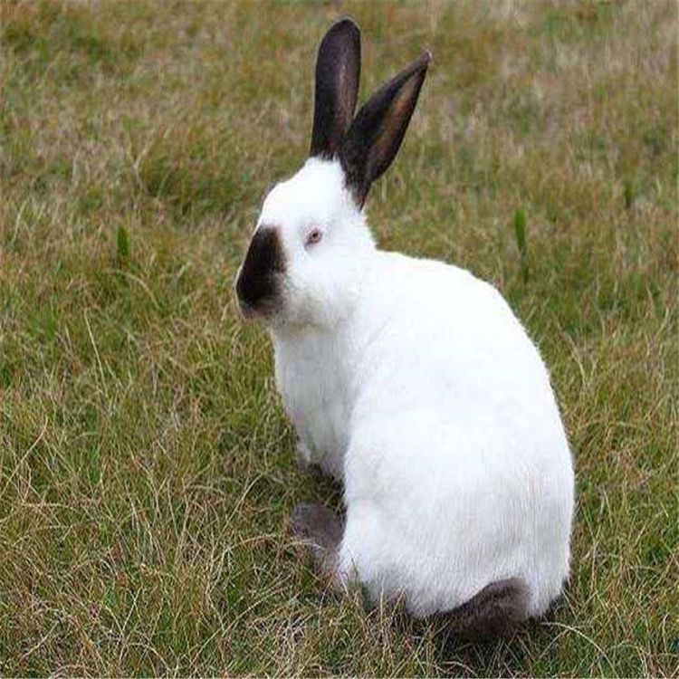 高质量 伊拉兔幼兔 伊拉兔价格 山东伊拉兔繁育基地