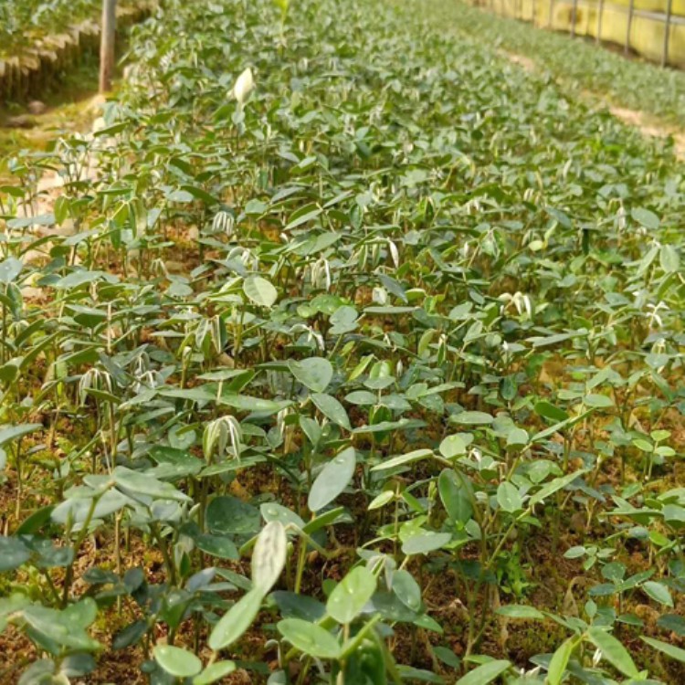 贵州山豆根种植基地 山豆根种植技术 麻栗坡山豆根种植基地