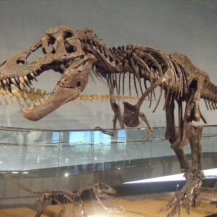 恐龙骨架   恐龙化石   仿真恐龙骨骼   恐龙骨架化石