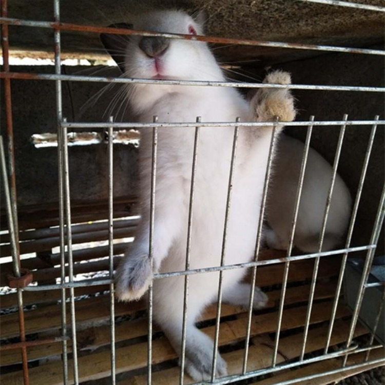 比利时兔品种全 出售 隆旺 厂家供应 种兔活体纯比利时兔