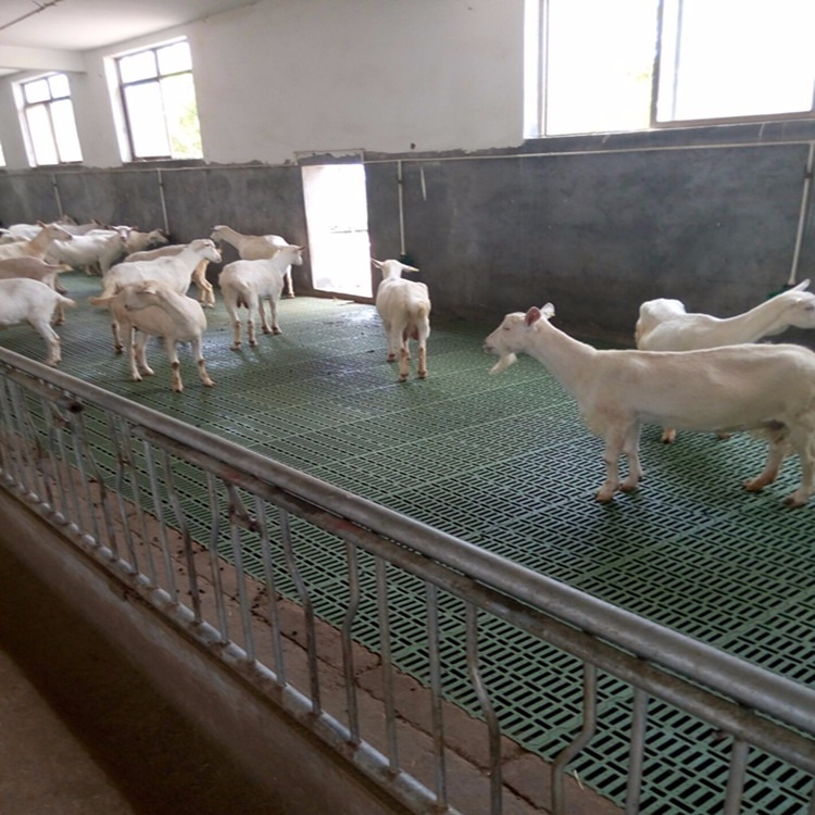羊专用地板 羊床生产厂家 羊床漏粪板图片