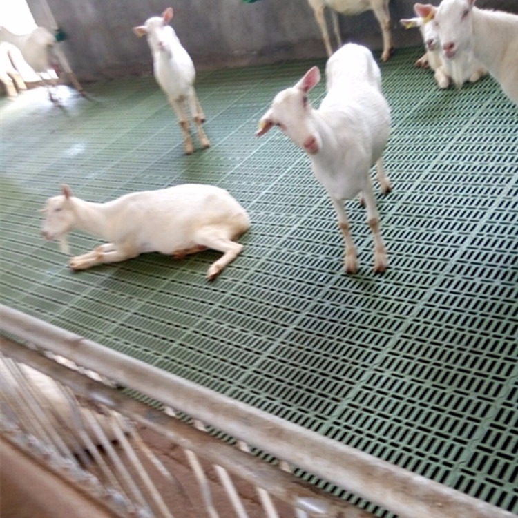 羊产床 羊床地板 羊床漏粪板价格