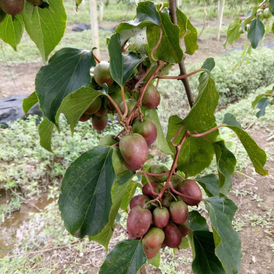 红叶谷奇异莓软枣猕猴桃8号  软枣猕猴桃种植  奇异莓种植