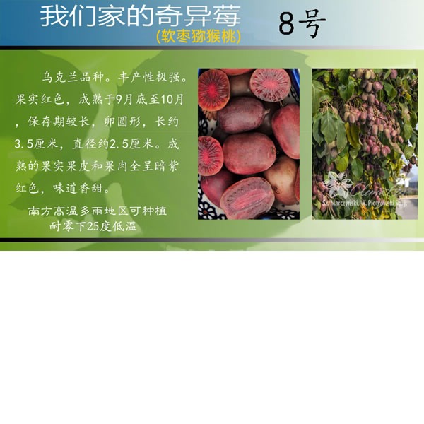 红叶谷奇异莓软枣猕猴桃8号