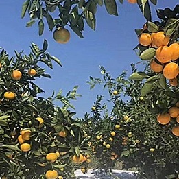 橘子苗黄岩蜜橘鸡尾葡萄柚葡萄柚由良蜜橘蜜橘