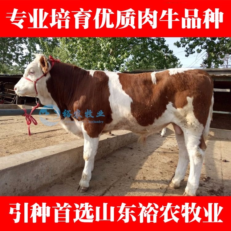 裕农供应西门塔尔牛犊3个月以上西门塔尔牛犊价格 300斤西门塔尔牛价格
