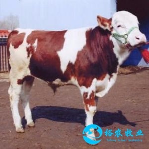 大量出售小牛犊200斤 小牛犊价格 西门塔尔小牛犊价格