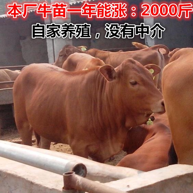 养10头牛犊一年的利润厂家 养10头牛犊一年的