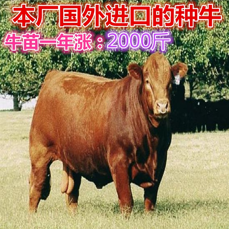 改良黄牛 西门塔尔牛犊 土黄牛 牦牛 活牛收购价多少钱一斤