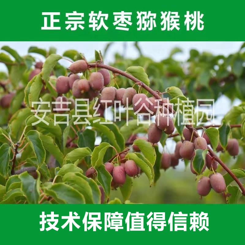 软枣猕猴桃适合哪里种？软枣猕猴桃种苗 奇异莓种苗