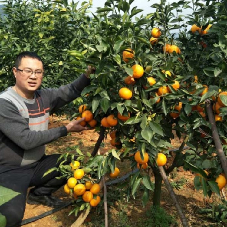 沃柑果树苗 优质新品种沃柑果苗晚熟柑橘树苗 三年挂果
