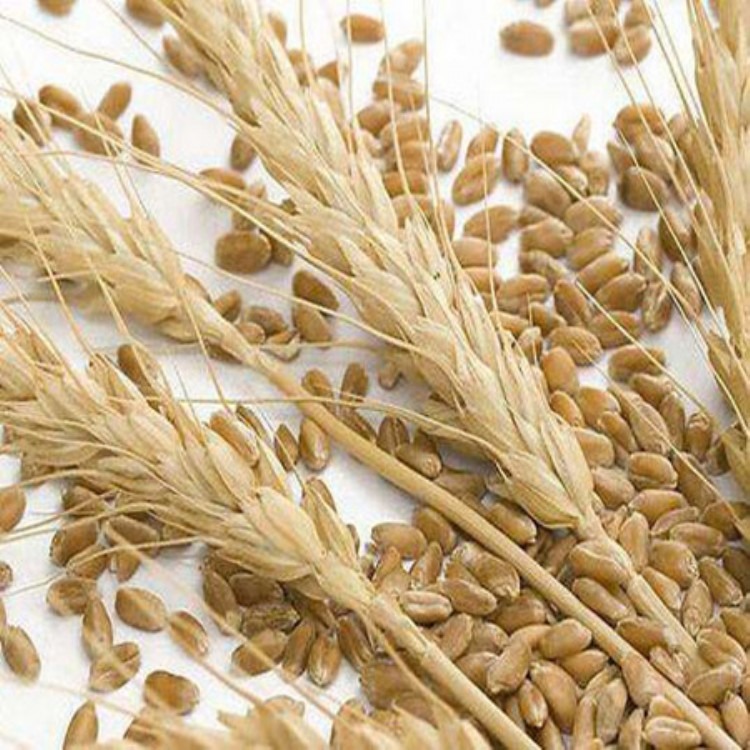 大麦有机肥-山西大麦有机肥-山西大麦种植专用大品牌有机肥