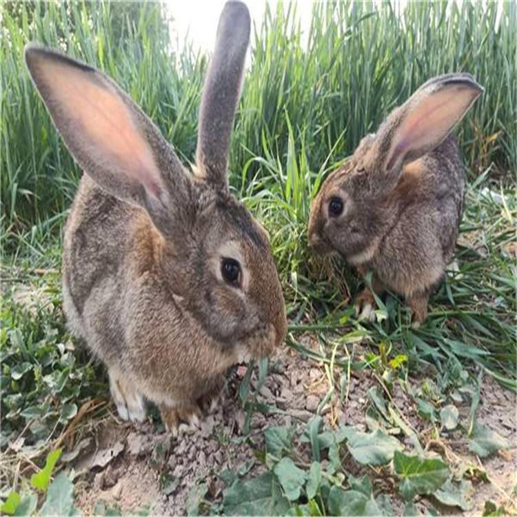 常年出售比利时兔幼兔比利时兔养殖基地比利时兔养殖