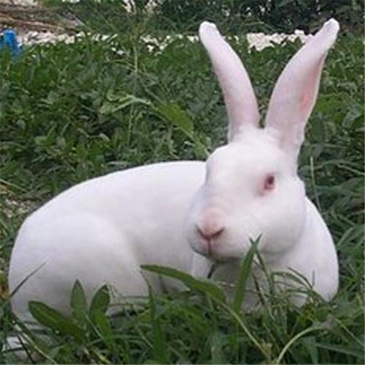 现场挑选纯种新西兰兔新西兰兔肉兔价格新西兰兔养殖