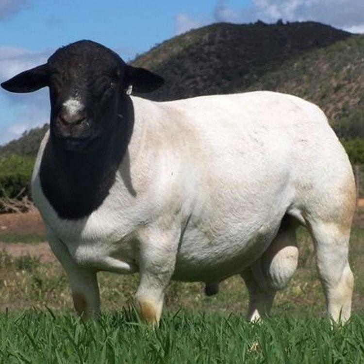 绵羊多少钱一斤(绵羊肉多少钱一斤)