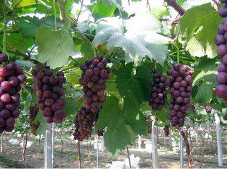 葡萄种植户为何如此青睐于温室大棚种植