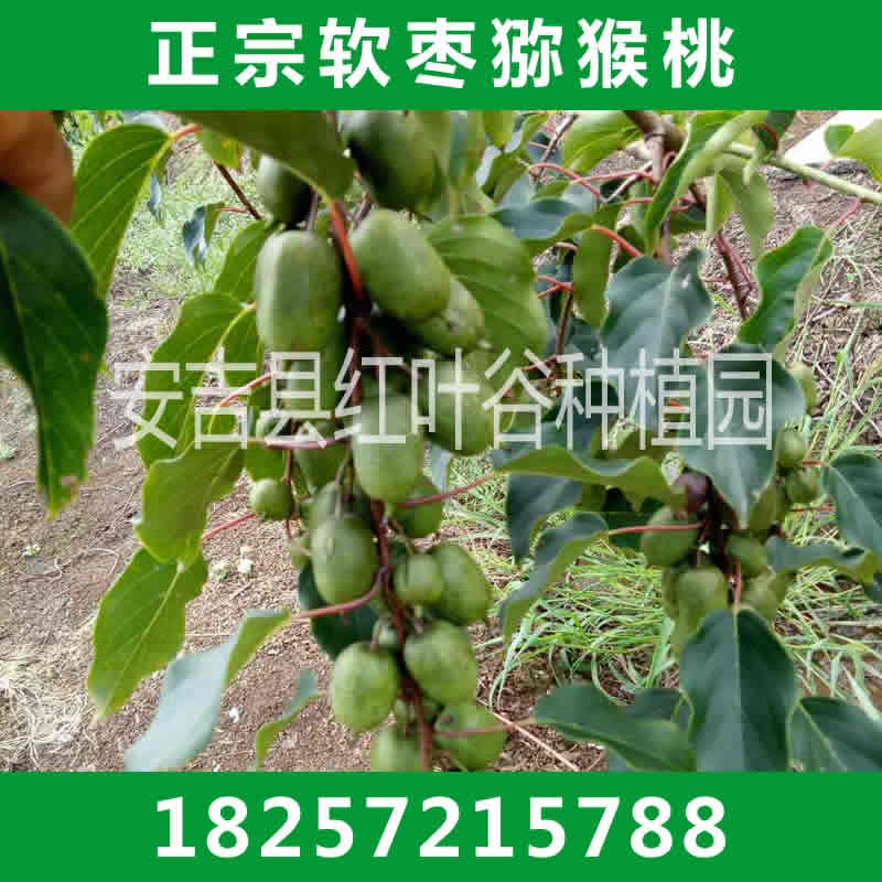大量批发软枣猕猴桃苗 优质软枣猕猴桃苗基地