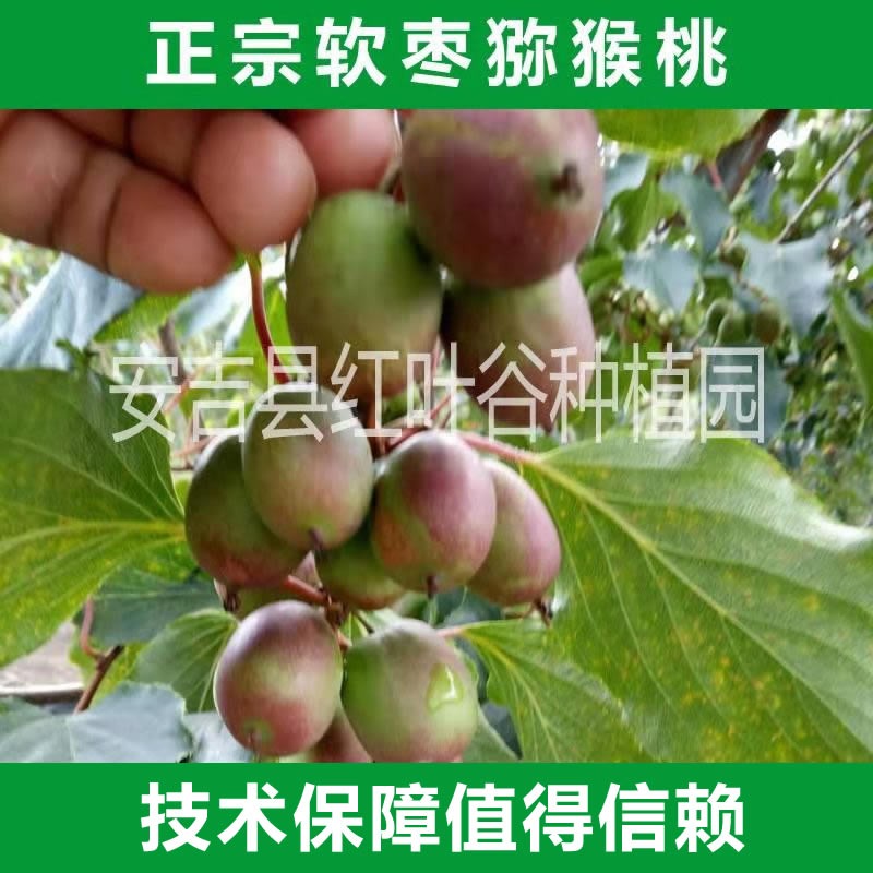软枣猕猴桃苗  新品种软枣猕猴桃苗