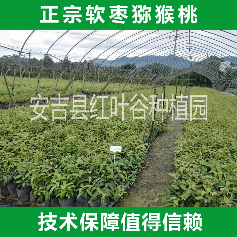 大量出售软枣猕猴桃苗 根系发达产量高量大价优 软枣猕猴桃苗直销