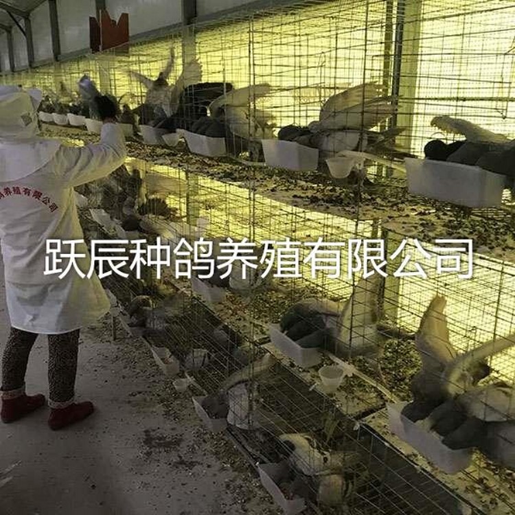 阜阳跃辰种鸽肉鸽养殖厂