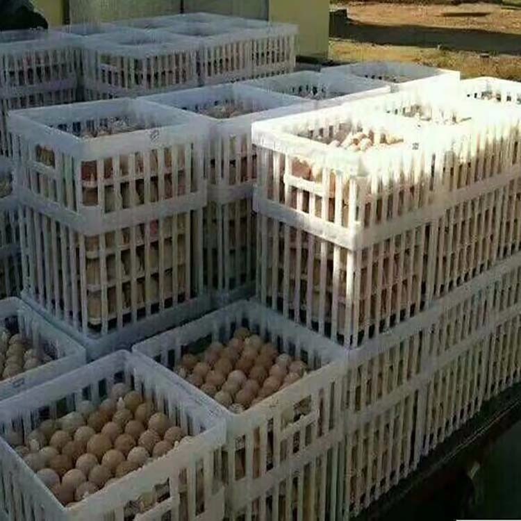 鸡蛋转运筐  鸡蛋包装筐  配蛋托用塑料箱子