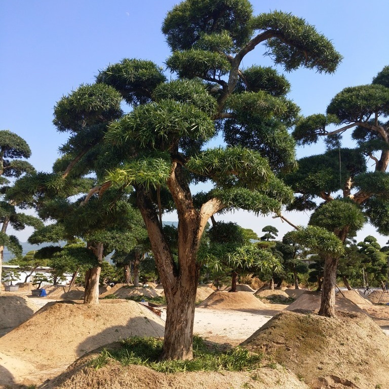 造型庭院日本罗汉松，日本罗汉松树苗，景观日本罗汉松价格