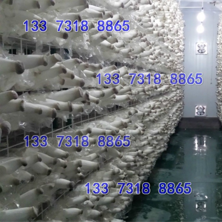 黑龙江蘑菇网格 蘑菇网片 出菇网格片 食用菌网格网架