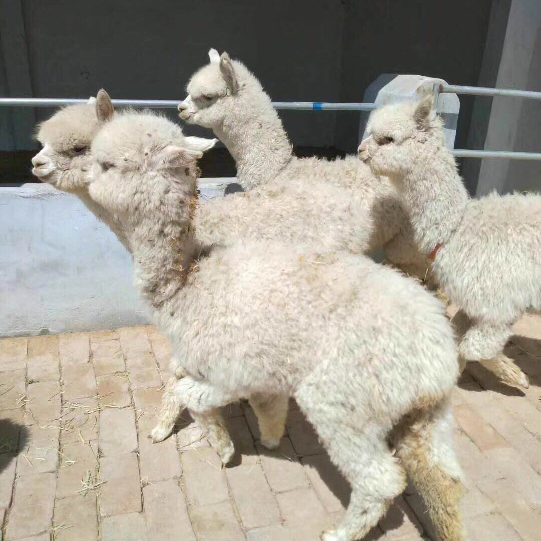 呆萌羊驼品种 成年羊驼价格 一只纯种小羊驼幼崽市场 澳洲智利羊驼