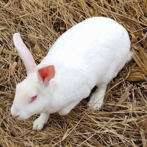 兔种厂家，兔苗价格咨询，肉兔养殖基地，比利时多少一只，改良种兔
