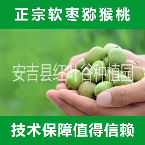 软枣猕猴桃栽培技术  奇异莓种苗,