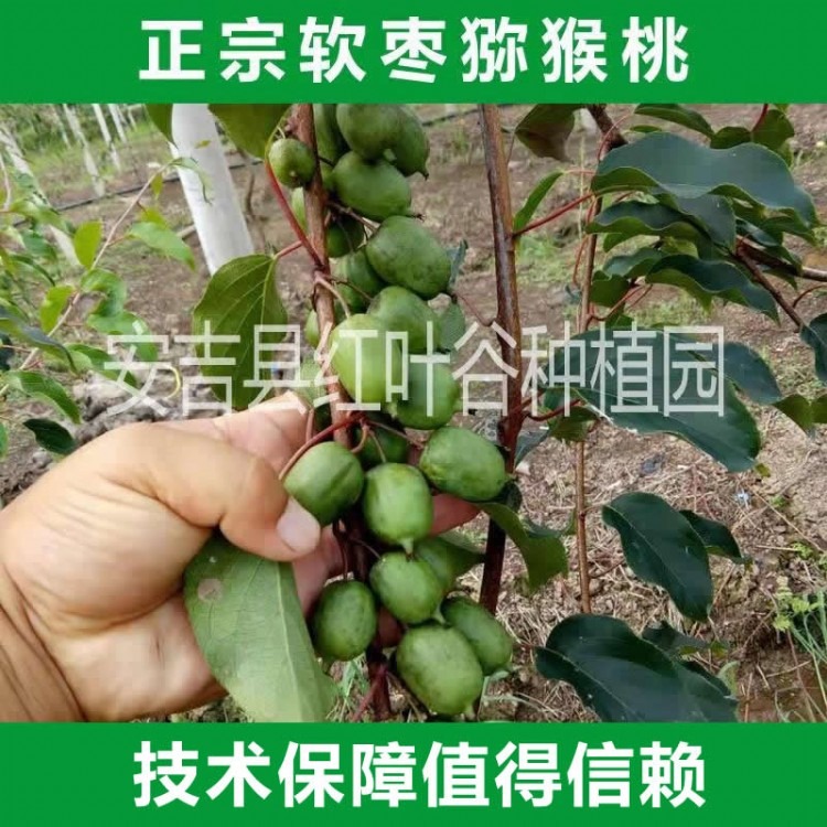 软枣猕猴桃种植前景    奇异莓种苗