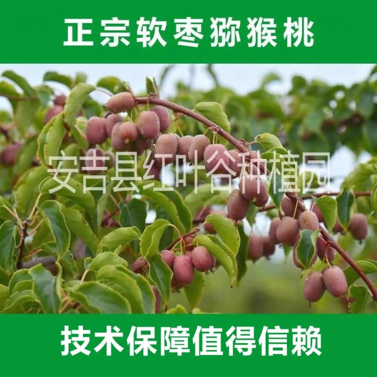 品种好的软枣猕猴桃苗推荐 红叶谷种植园的软枣猕猴桃苗