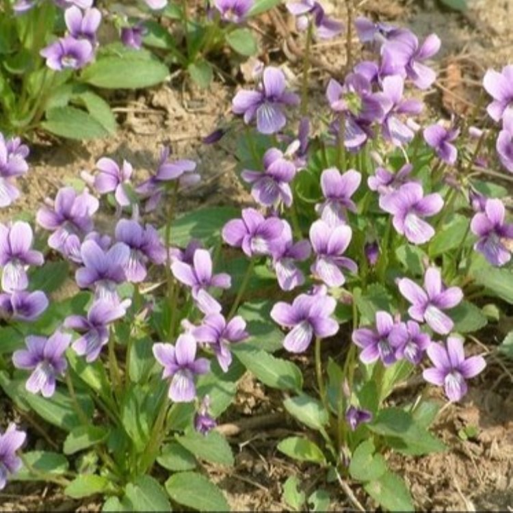 厂家销售紫花地丁种子 紫花地丁种子价格 紫花地丁种子批发 货到付款 量大从优