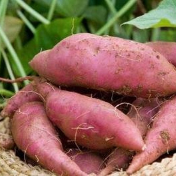 甘薯高产专用肥-甘薯增产转用有机肥-甘薯施用有机肥的方法