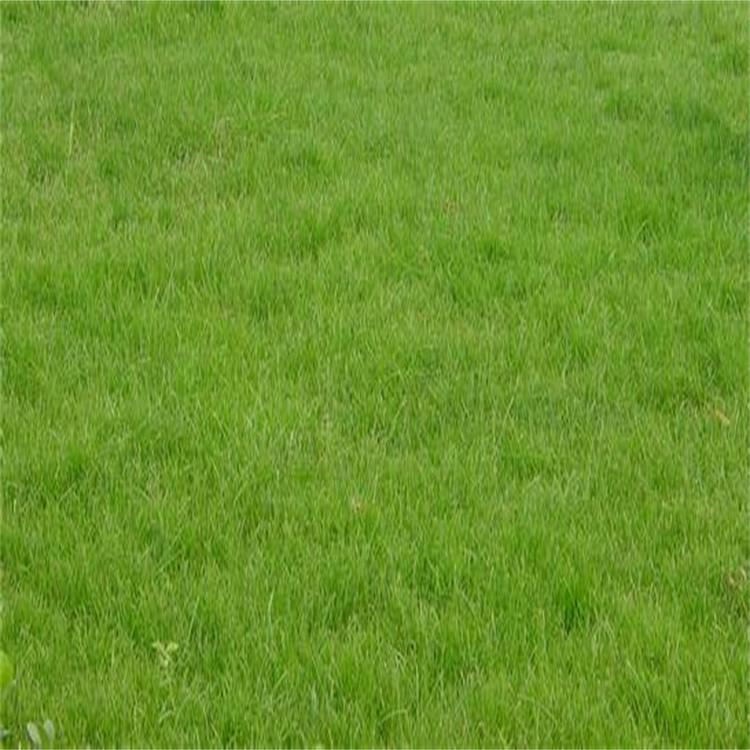 耐寒耐旱易种易管理 绿化草坪护坡草籽出苗率高 山体覆绿