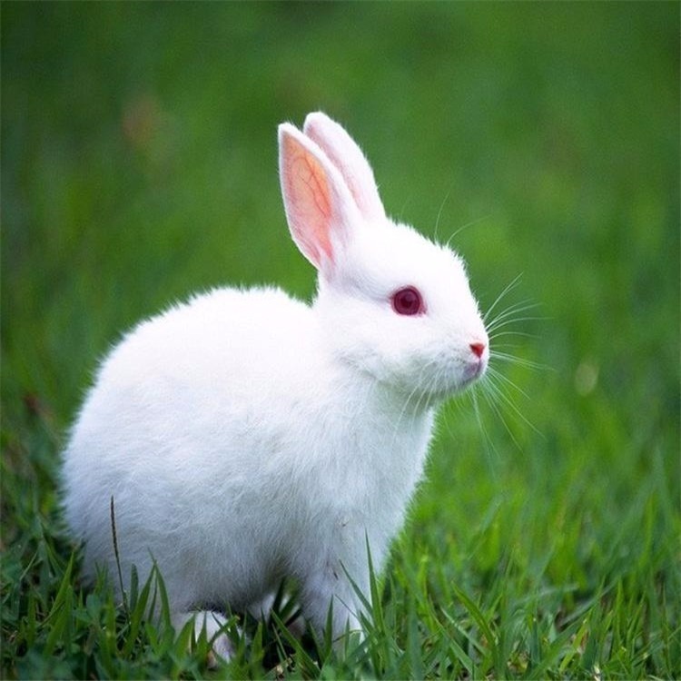 主营产品:                             兔子养殖销售