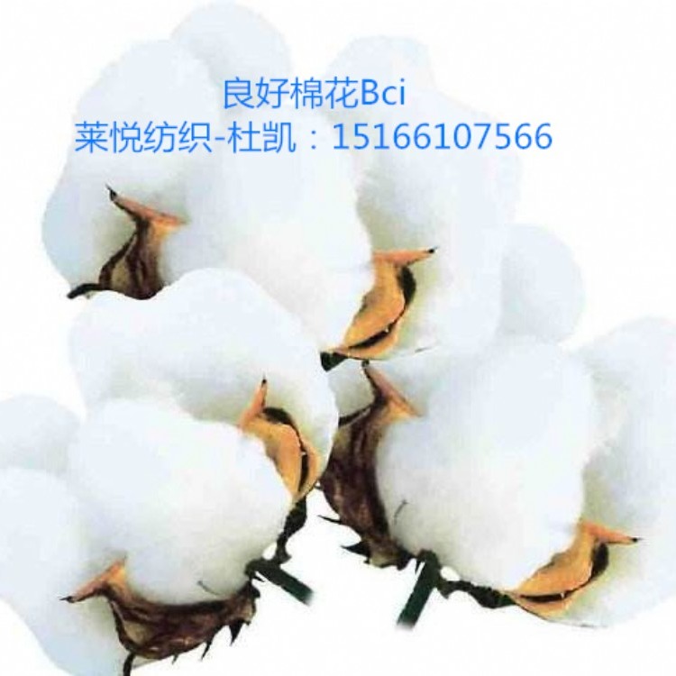 瑞士良好棉花 良好棉纱 BCI 32s 紧密纺 莱悦纺织在机生产 产量大 价格低